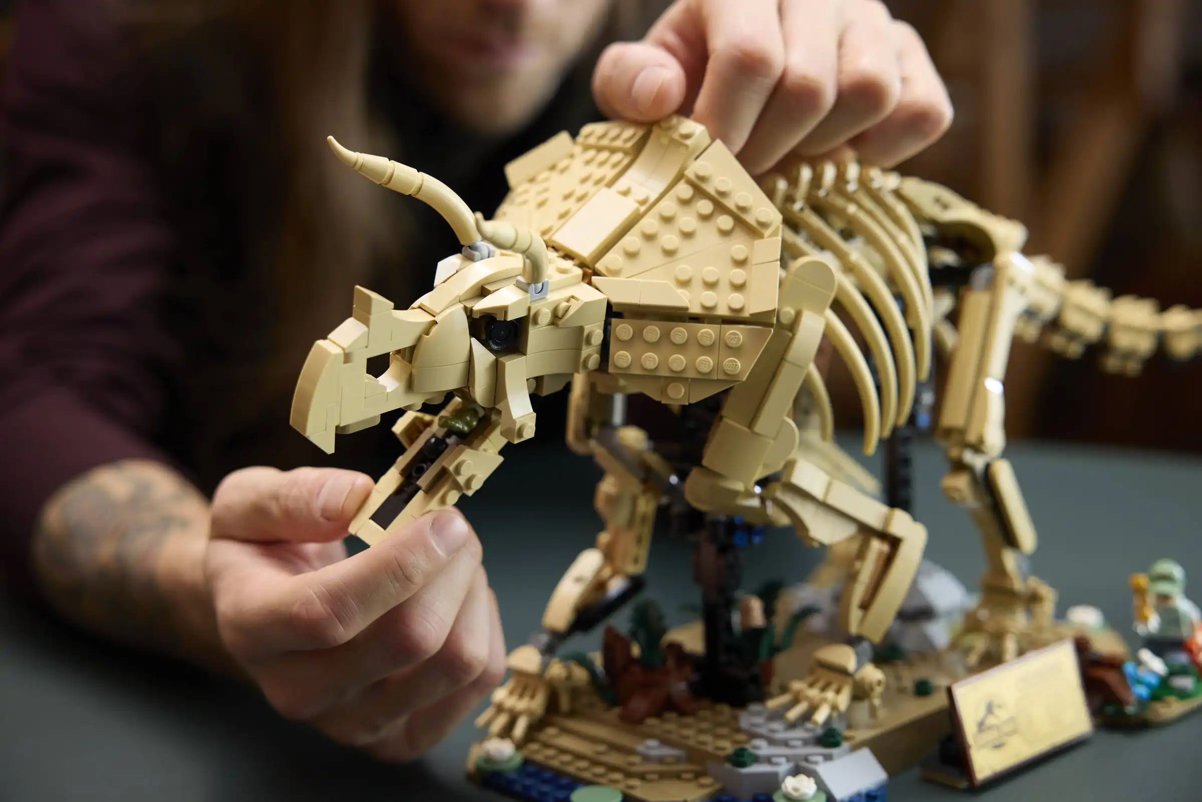 Zdjecie zestawu LEGO 77985 Jurassic World Szkielety dinozaurów: triceratops 3