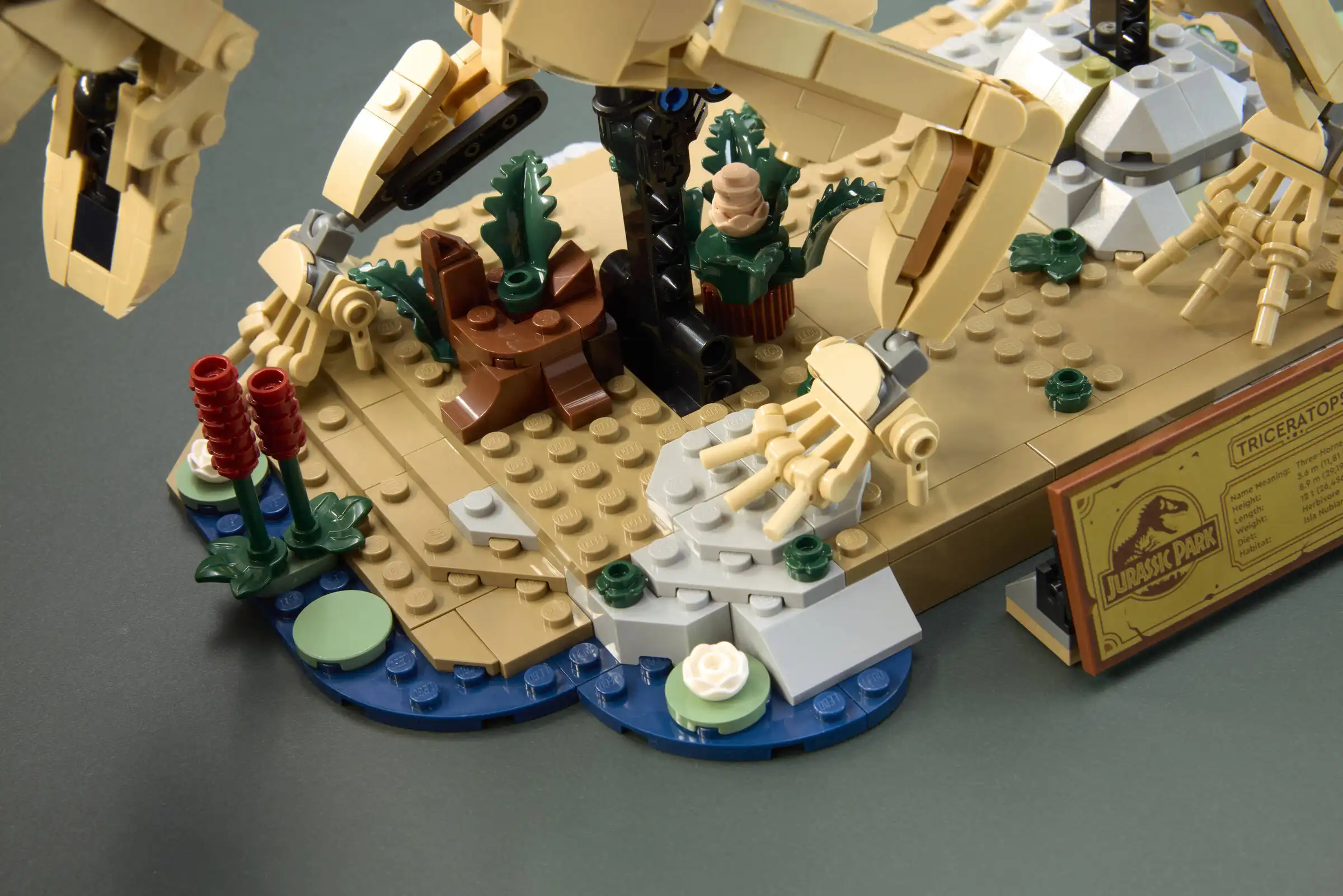 Zdjecie zestawu LEGO 77985 Jurassic World Szkielety dinozaurów: triceratops 4